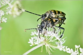<p>TESAŘÍK ČTVEROPÁSNÝ (Leptura quadrifasciata) ---/longhorn beetle - Vierbindiger Schmalbock/</p>
